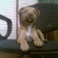 mi cachorra